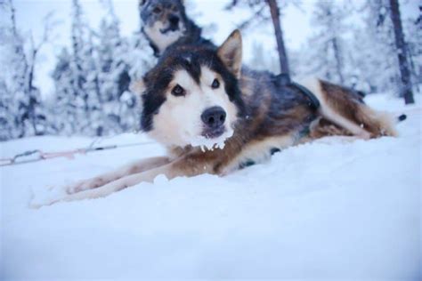 Dog Sledding Adventures In Swedish Lapland The Wandering