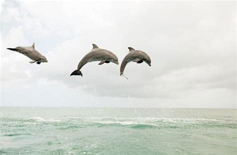 Dolphins Call Each Other By Name