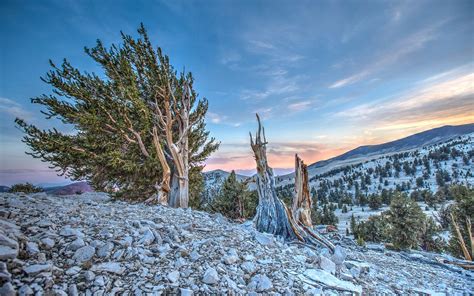 Ancient Bristlecone Pine Forest Outdoor Project