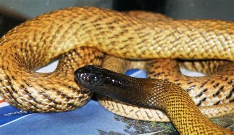 Inland Taipan Cobra Mais Venenosa Do Mundo Tudo Sobre Cobras