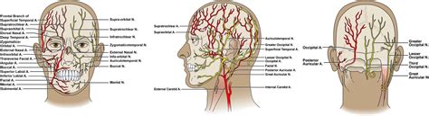 Scalp Reconstructive Flaps