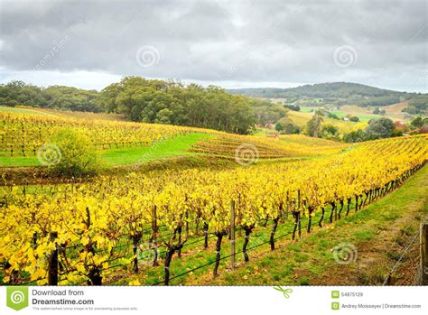 Colorful Vineyard In Autumn Stock Image Image Of Grape Autumn 54875129