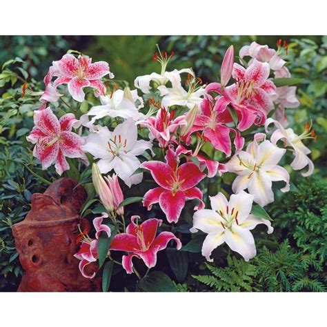 Oriental Lily Fragrant Garden Fragrant Flowers