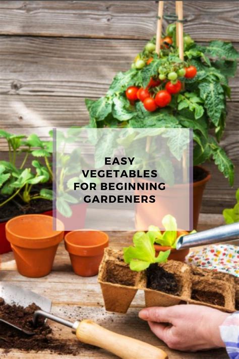 Easy Vegetables For Beginning Gardeners In 2021 Easy Vegetables To