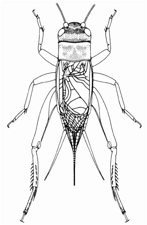Cricket Insect Drawing At Getdrawings Free Download