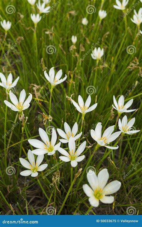 Little White Flower Stock Image Image Of Tranquil Blur 50033675