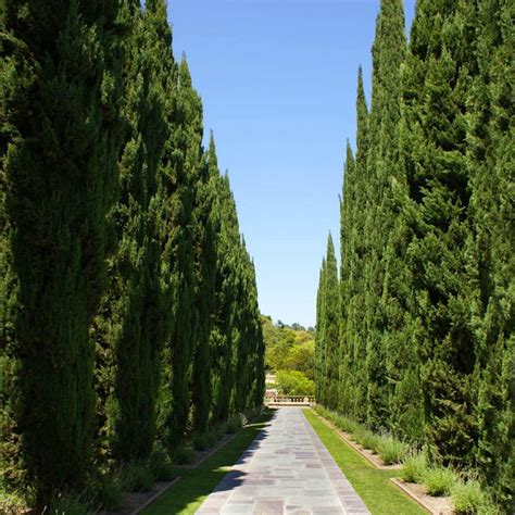 Italian Cypress Evergreen Trees For Sale