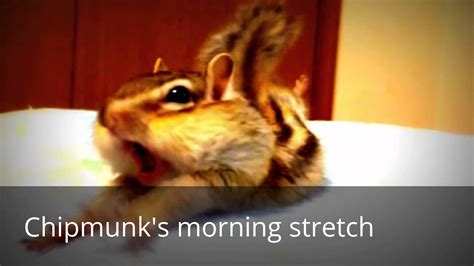 Chipmunks Morning Stretch Youtube