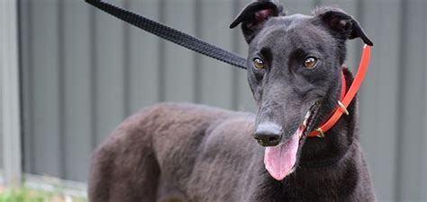 The greyhounds featured below are ready to find their forever home. Racing and Wagering Western Australia | Greyhounds as Pets