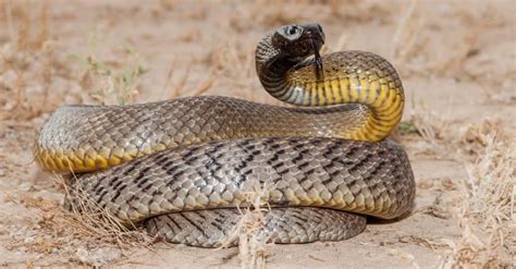 Worlds Most Venomous Snake Has A Bite That Can Kill 100 Men Imp World