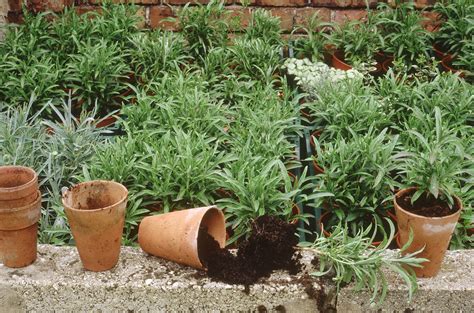 Clones are by definition, a group of genetically identical cells descended from a single common ancestor. now select a portion of the plant to take the cutting from. How to Take Cuttings from Established Plants