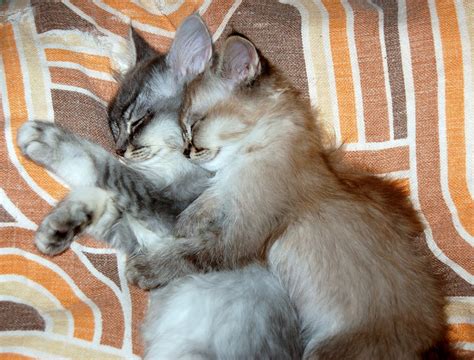 Cat Hug Pictures Download Free Images On Unsplash