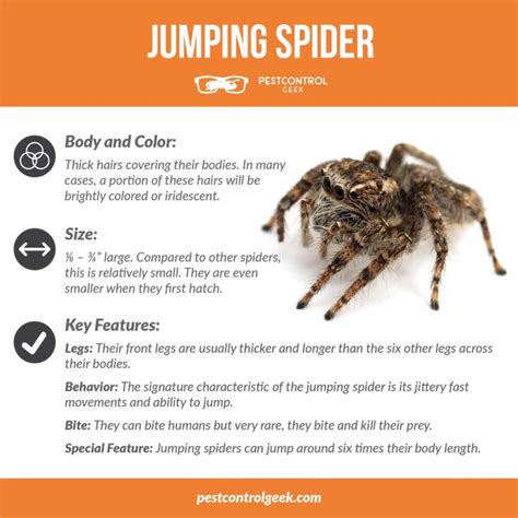 Do Jumping Spiders Bite Pest Control Gurus