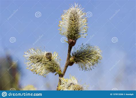 Male Catkins Of Willow On Branch Closeup Against Of Sky Stock Photo