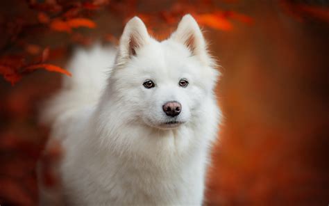 Download Wallpapers Samoyed Puppy White Dog Autumn Bokeh Cute