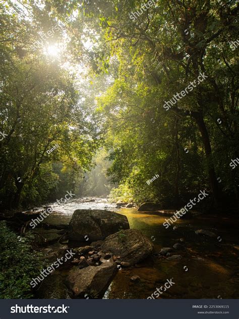 Rain Forest Srilanka Sinharaja Rain Forest Stock Photo 2253069115