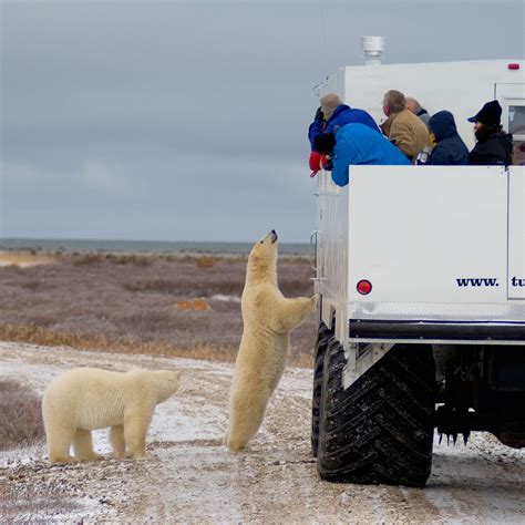 Bejárat Próba Főiskola Polar Bear Size Vs Human Generátor Nyirkos