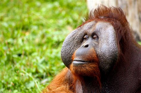 Critically Endangered Orangutans At Risk From Indonesian Fires 2ser