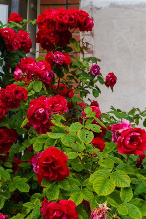 Garden Spray Red Rose Beautiful Bright Red Roses In The Garden Stock