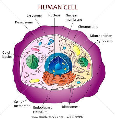 Understanding the genetic basis of adaptation of skin color in various populations has many implications in human evolution and medicine. Human cell diagram | Human cell diagram, Cell diagram ...