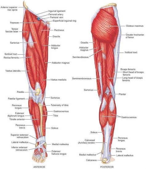 Site of attachment of numerous leg muscles. muscles of the lower limb | Calf muscle anatomy, Leg ...