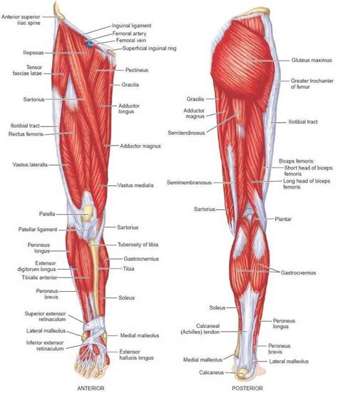 Anatomy of a muscle cell. muscles of the lower limbhttps://teeleg.com | Calf muscle ...
