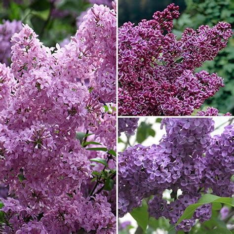 Fragrant French Lilac Collection 9cm X3 Gardening Direct