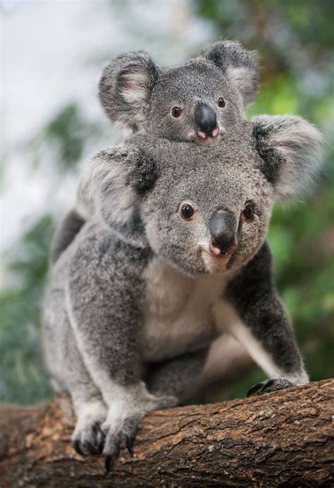 This Orphaned Koala Is The Cutest Thing You Will See Today Cute