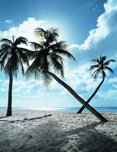 Palms Leaning Over Beach And Wooden By Henrik Sorensen
