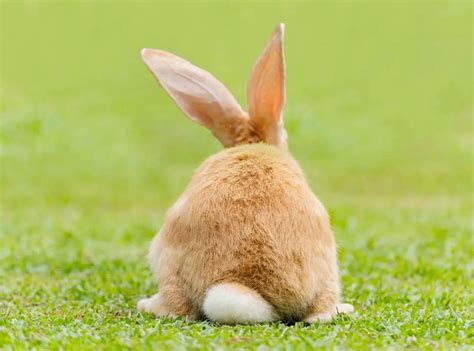 Bunny Tails 14 Questions Answered About A Rabbits Tail