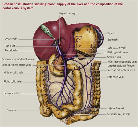 Liver Diagram International Liver Transplantation Society Couinaud S