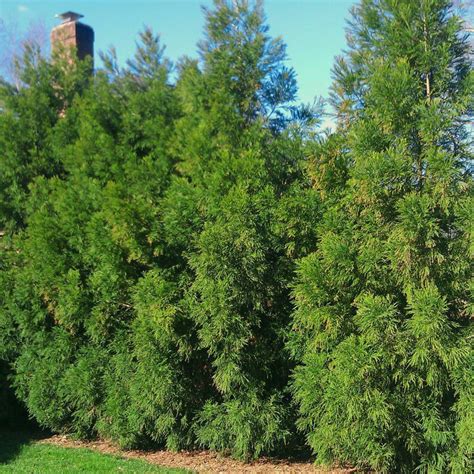 Cryptomeria Radicans Fast Growing Evergreens Garden Projects Plants