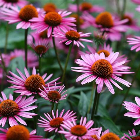 Purple Coneflower Seeds Echinacea Purpurea