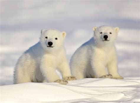 What do bears look like? What Does a Baby Polar Bear Look Like? - Baby Polar Bear ...