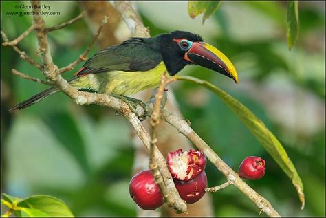 Green Aracari Glenn Bartley Nature Photography Guyana Favorites