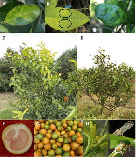 Citrus Huanglongbing Disease Symptoms Signs And Vector A Blotchy