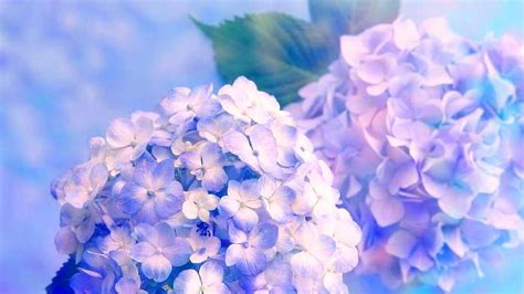 Hydrangea Flower Wallpaper