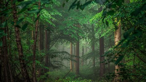 Wallpapers In Forest Colors