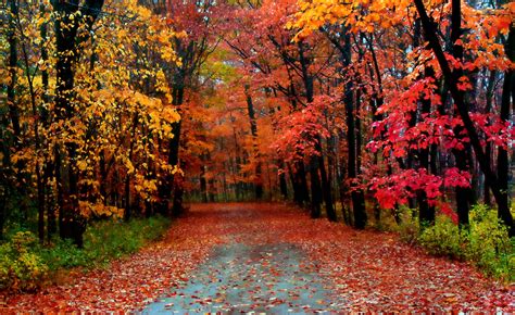 Download Autumn Season Most Beautiful Wallpaper Full Hd By Dkeller94