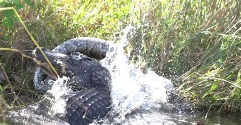 Excited Photographer Captures The Moment Huge Alligator Kills Massive