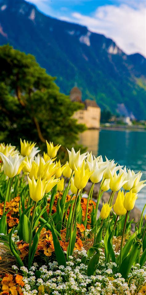 Flowers On Lake Geneva With Swiss Alps Montreux