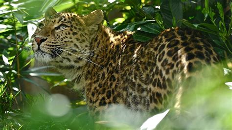 1920x1080 1920x1080 Shrub Leopard Foliage Looking Up Leopard