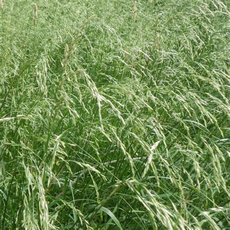 Meadow Fescue Grass Seed Festuca Pratensis 10kg Per Acre Hurrells