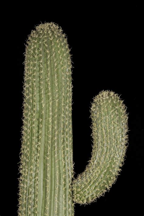 The saguaro cactus is a popular cactus plant to grow in the desert areas of the southwestern united states. Artificial Cactus Plant | TreeScapes & PlantWorks