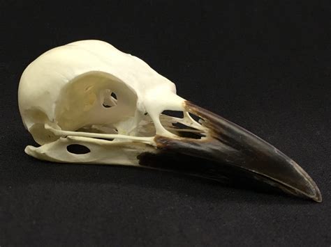 Carrion Crow Skull Corvus Corone Darwin And Wallace A Nature