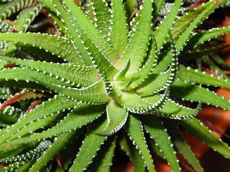 Walmart.com has been visited by 1m+ users in the past month Aloe Vera: Types & Common Botanical or Scientific Names