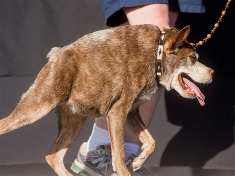 Pork Worlds Ugliest Dog Contest 2015 Cbs News