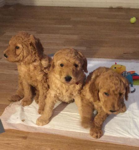 We specialize in parti and solid colored poodles. Red Standard Poodle Puppies for Sale in Los Angeles ...