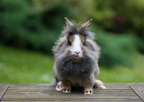 5 Popular Rabbit Breeds For Families Petland Texas Rabbits Cage