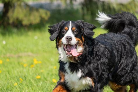 Happy Bernese Mountain Dog In A Field Stock Photo Image Of Outdoor